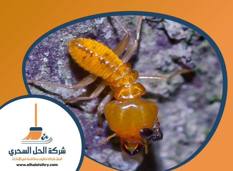 شركة مكافحة الرمة في الخوانيج 3 شركة مكافحة الرمة في الخوانيج