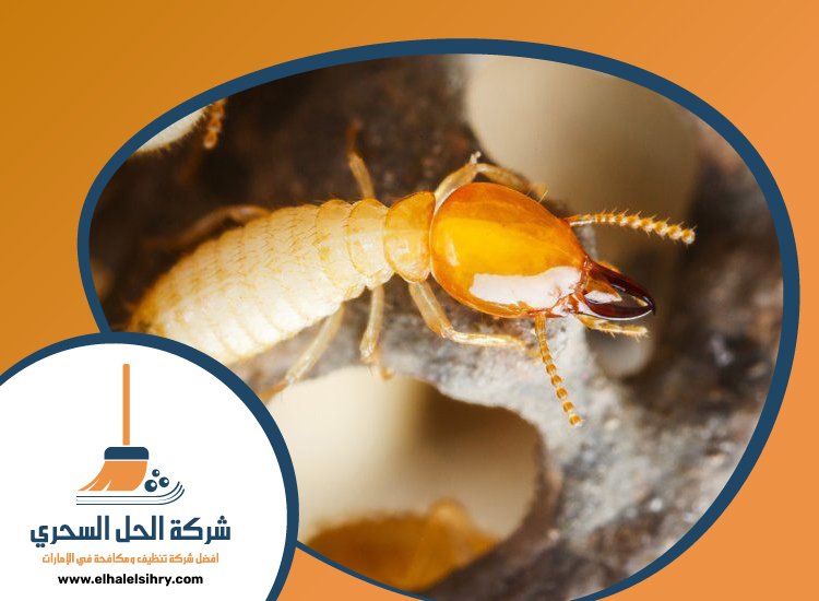 شركة مكافحة الرمة في الخوانيج 2 25X