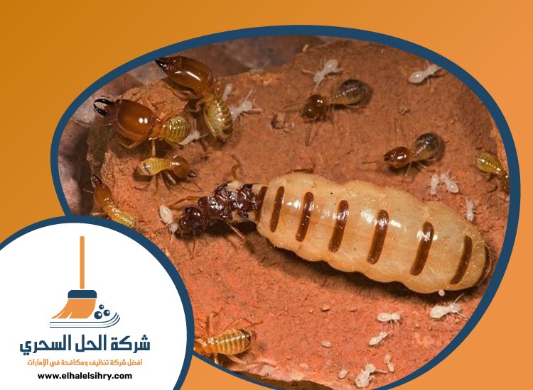 شركة مكافحة الرمة في مرغم 3 شركة مكافحة الرمة في مرغم