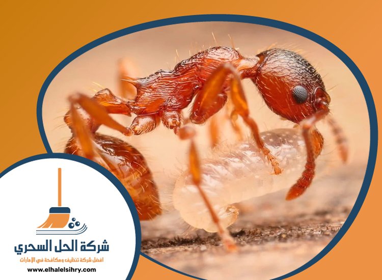 شركة مكافحة الرمة في مرغم 4 شركة مكافحة الرمة في مرغم