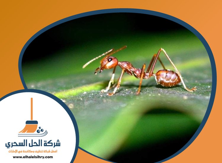 شركة مكافحة الرمة في العزرة 5 شركة مكافحة الرمة في العزرة