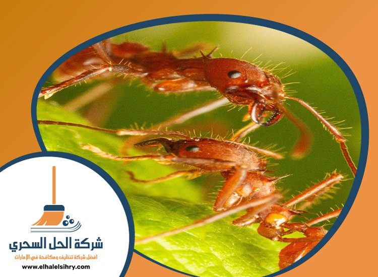 شركة مكافحة الرمة في العزرة 4 شركة مكافحة الرمة في العزرة