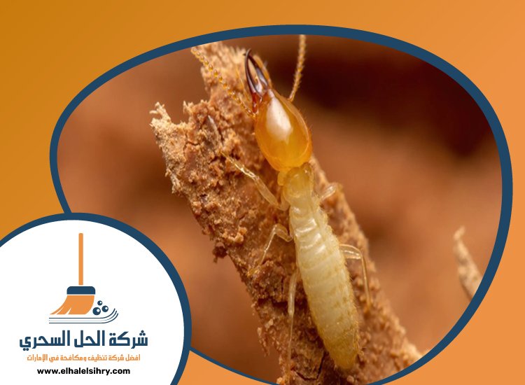 شركة مكافحة الرمة في لهباب 4 شركة مكافحة الرمة في لهباب