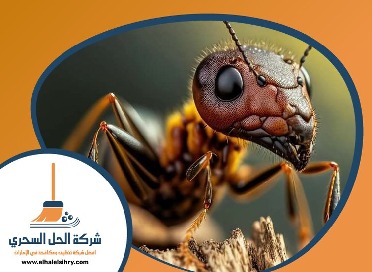 شركة مكافحة الرمة في الكرامة 5 شركة مكافحة الرمة في الكرامة