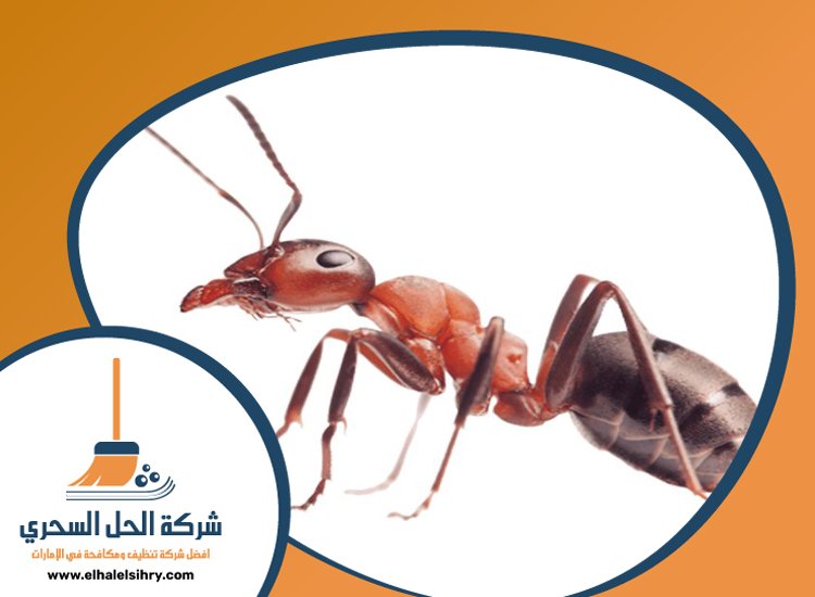 شركة مكافحة الرمة في الفقع 4 شركة مكافحة الرمة في الفقع