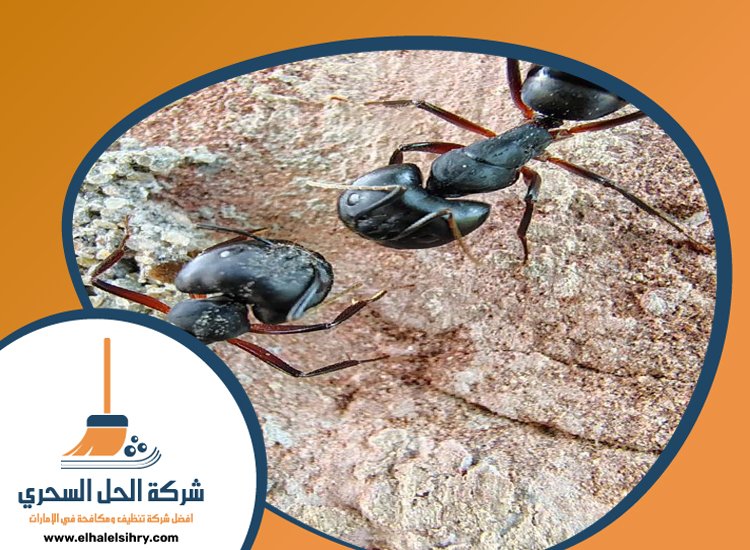 شركة مكافحة الرمة في الفقع 5 شركة مكافحة الرمة في الفقع