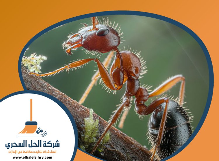 شركة مكافحة الرمة في الورقاء 2 49M