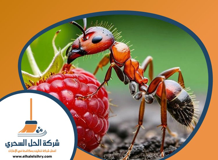 شركة مكافحة الرمة في الورقاء 3 شركة مكافحة الرمة في الورقاء