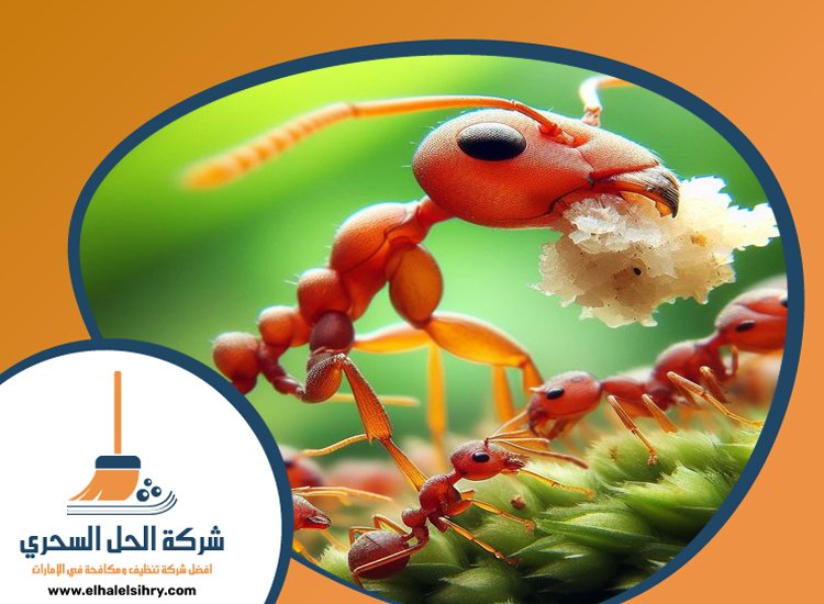 شركة مكافحة الرمة في الورقاء 5 شركة مكافحة الرمة في الورقاء