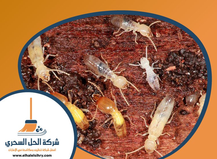 شركة مكافحة الرمة في عود المطينة 5 شركة مكافحة الرمة في عود المطينة