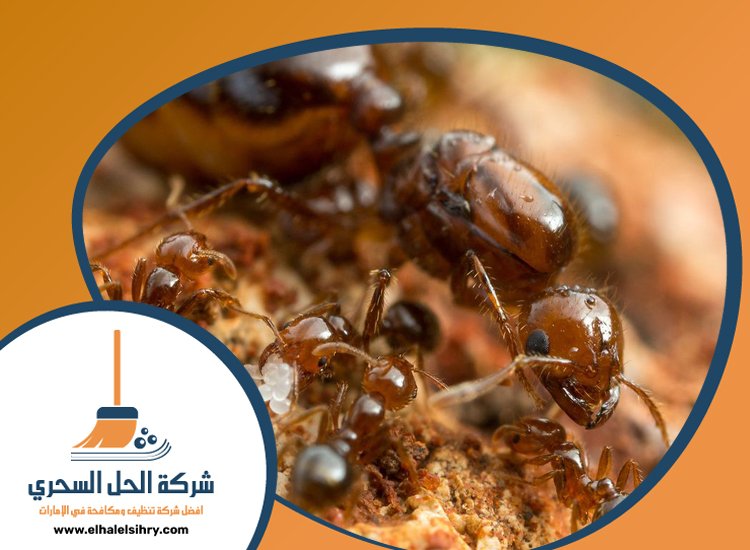 شركة مكافحة الرمة في عود المطينة 4 شركة مكافحة الرمة في عود المطينة