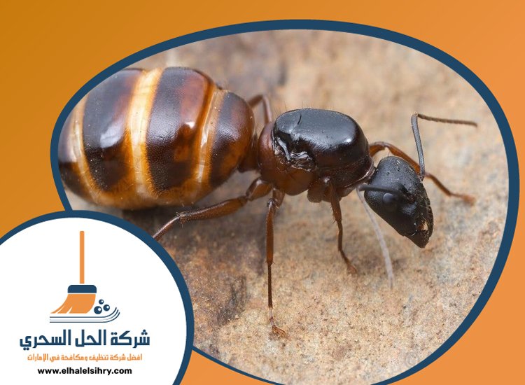 شركة مكافحة الرمة في عود المطينة 3 شركة مكافحة الرمة في عود المطينة