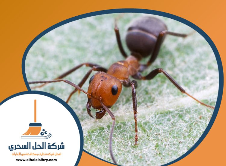 شركة مكافحة الرمة في مردف 2 58V