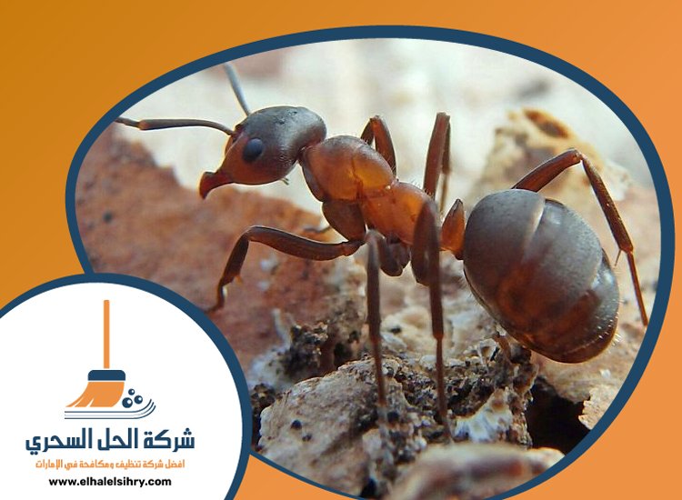 شركة مكافحة الرمة في مردف 3 شركة مكافحة الرمة في مردف