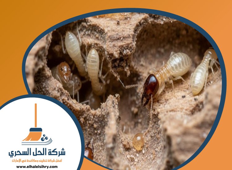 شركة مكافحة الرمة في زعبيل 2 5A