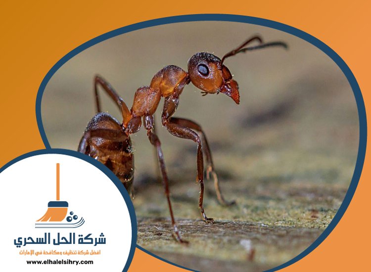 شركة مكافحة الرمة في مردف 4 شركة مكافحة الرمة في مردف