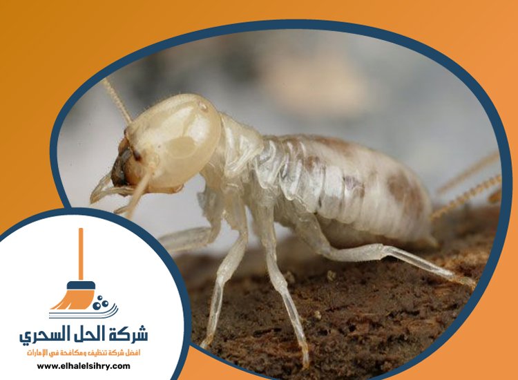 شركة مكافحة الرمة في ند الشبا 2 62V