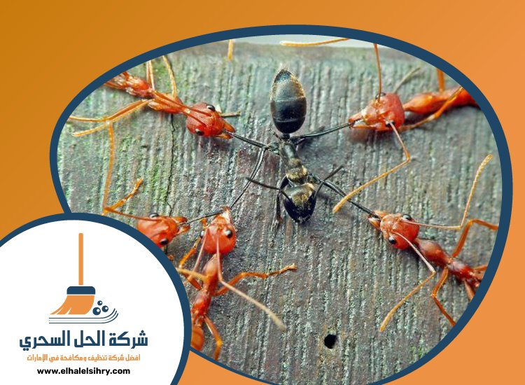 شركة مكافحة الرمة في ند الشبا 5 شركة مكافحة الرمة في ند الشبا