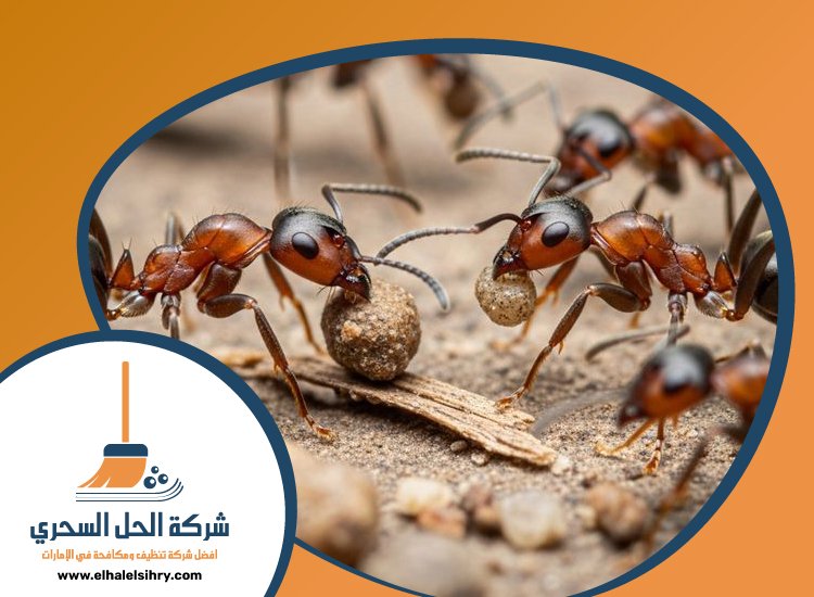 شركة مكافحة الرمة في ند الشبا 4 شركة مكافحة الرمة في ند الشبا