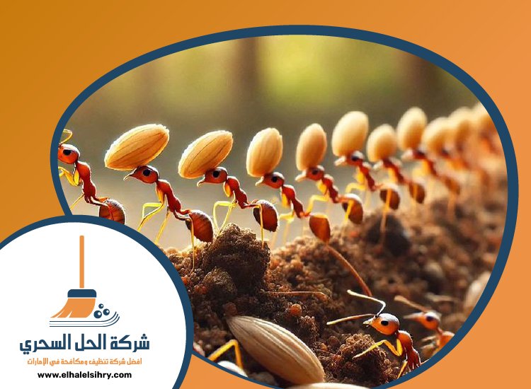 شركة مكافحة الرمة في ند الشبا 3 شركة مكافحة الرمة في ند الشبا