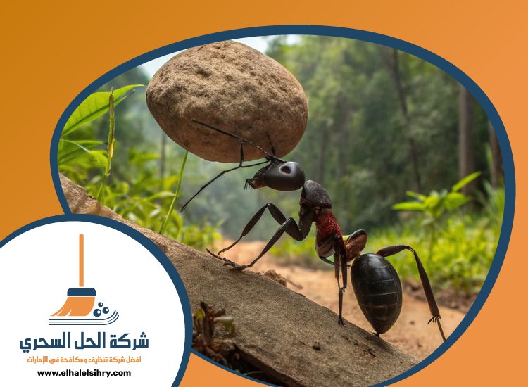 شركة مكافحة الرمة في مويلح 4 شركة مكافحة الرمة في مويلح