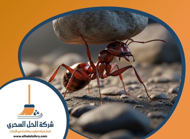 شركة مكافحة الرمة في زعبيل 3 شركة مكافحة الرمة في زعبيل