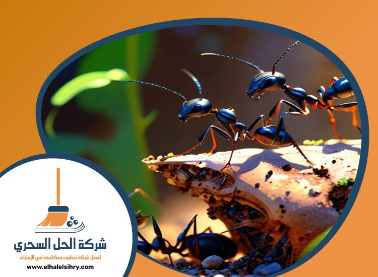 شركة مكافحة الرمة في مويلح 5 شركة مكافحة الرمة في مويلح