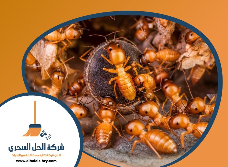 شركة مكافحة الرمة في القرائن 4 شركة مكافحة الرمة في القرائن