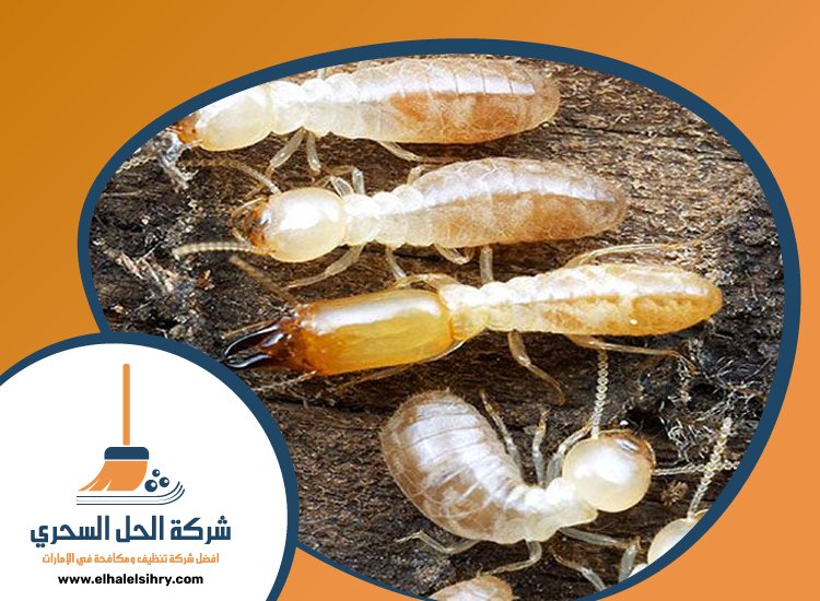 شركة مكافحة الرمة في القرائن 5 شركة مكافحة الرمة في القرائن