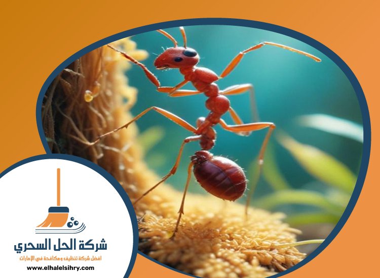 شركة مكافحة الرمة في العوير 3 شركة مكافحة الرمة في العوير