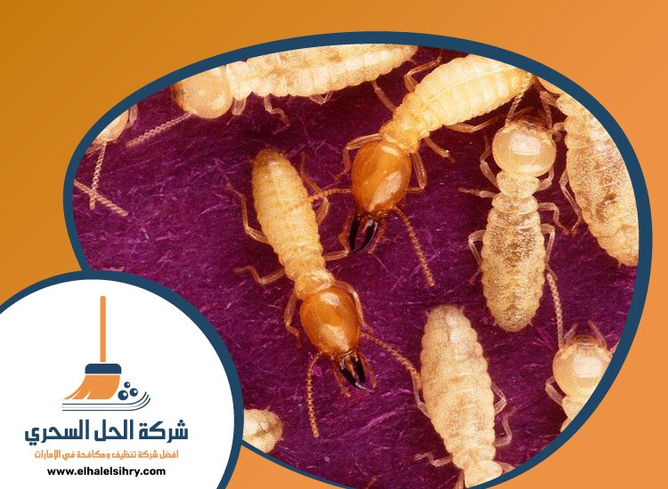 شركة مكافحة الرمة في العوير 4 شركة مكافحة الرمة في العوير