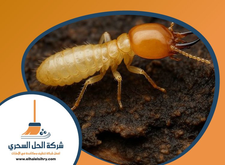 شركة مكافحة الرمة في العوير 5 شركة مكافحة الرمة في العوير
