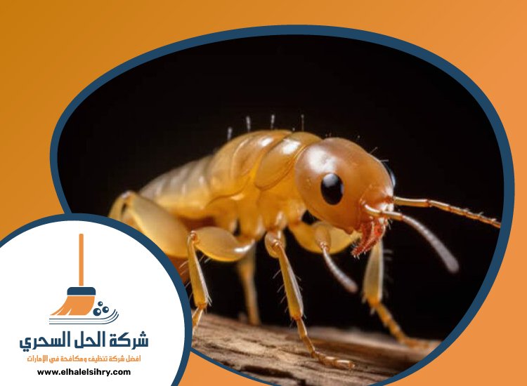 شركة مكافحة الرمة في الغافية 2 79M