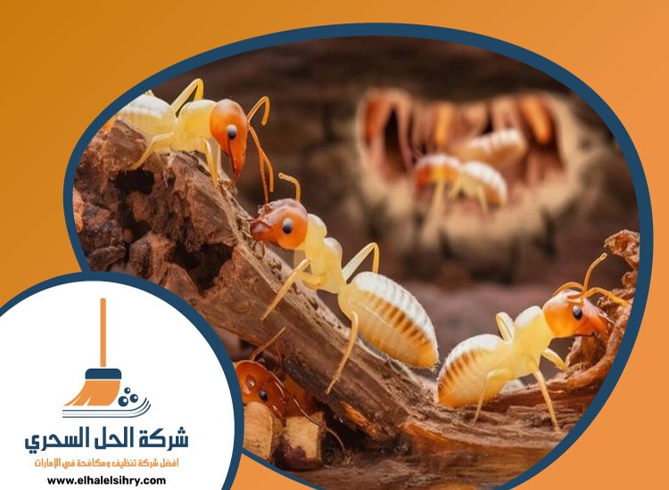 شركة مكافحة الرمة في زعبيل 4 شركة مكافحة الرمة في زعبيل