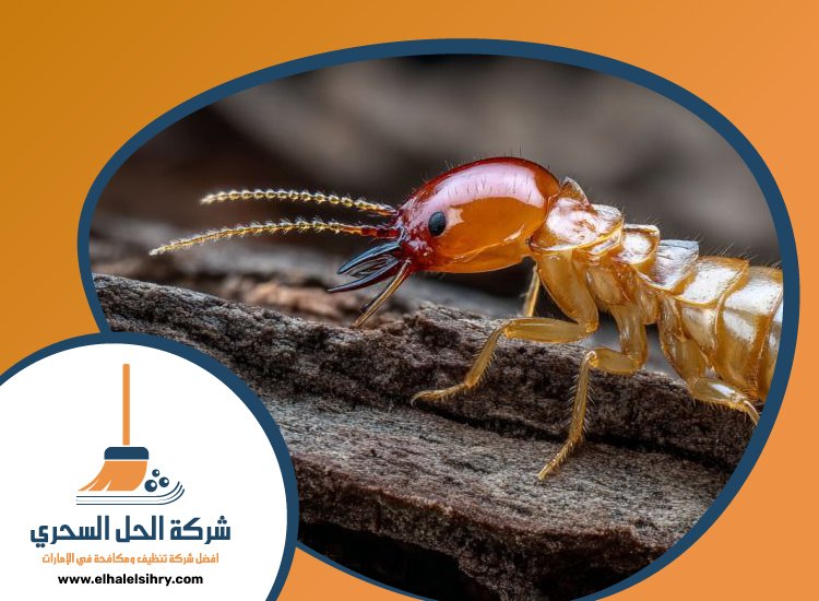 شركة مكافحة الرمة في الغافية 3 شركة مكافحة الرمة في الغافية