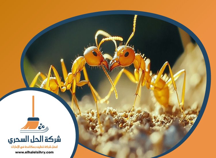 شركة مكافحة الرمة في الغافية 4 شركة مكافحة الرمة في الغافية