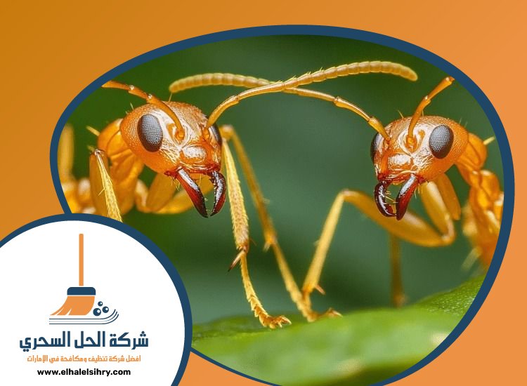 شركة مكافحة الرمة في الغافية 5 شركة مكافحة الرمة في الغافية