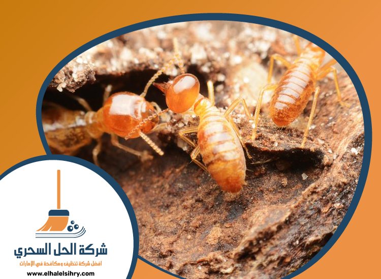 شركة مكافحة الرمة في زعبيل 5 شركة مكافحة الرمة في زعبيل