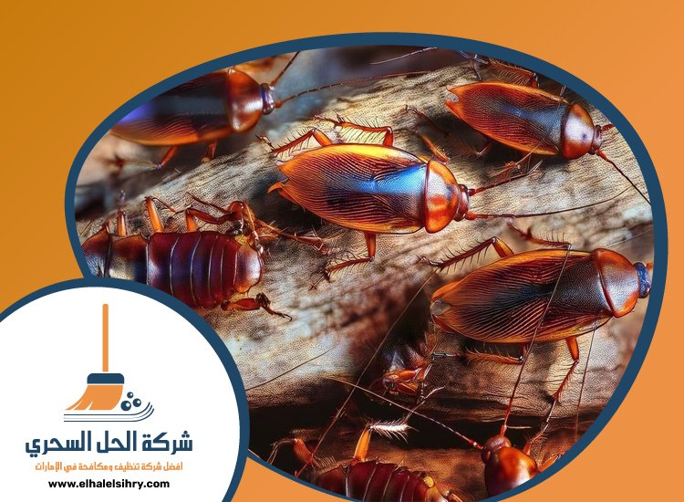 شركة مكافحة الصراصير في راس الخيمة 4 شركة مكافحة الصراصير في راس الخيمة