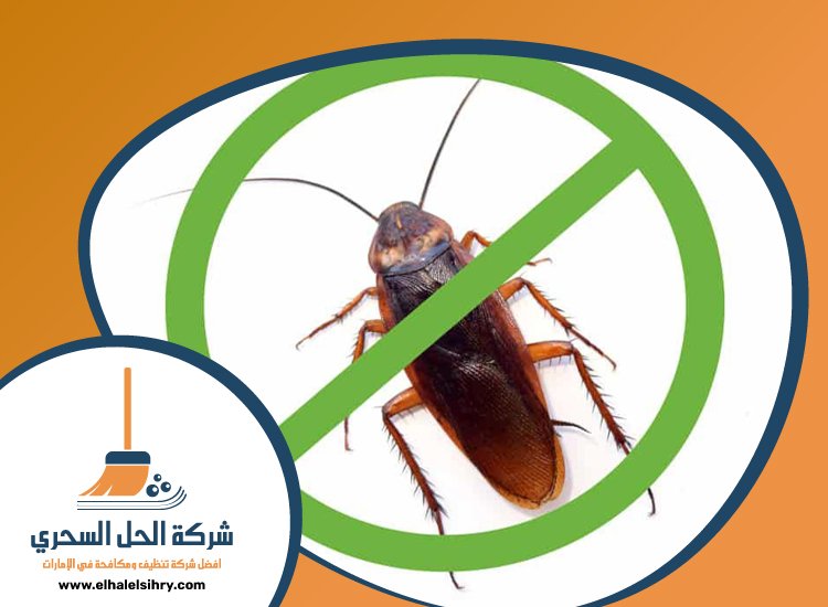 شركة مكافحة الصراصير في راس الخيمة 5 شركة مكافحة الصراصير في راس الخيمة