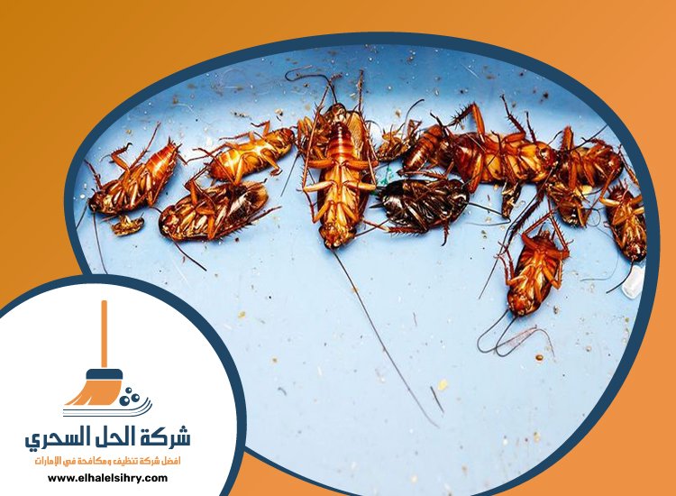 شركة مكافحة الصراصير في راس الخيمة 3 شركة مكافحة الصراصير في راس الخيمة